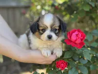 Reese, a male Papillon for sale in Greenbrier, AR – 2 of 10