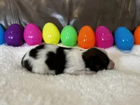 Reese, a male Papillon for sale in Greenbrier, AR – Photo 3 of 3