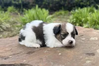 Reese, a male Papillon for sale in Greenbrier, AR – 7 of 10
