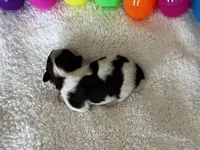 Reese, a male Papillon for sale in Greenbrier, AR – Photo 2 of 3