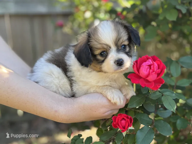 Reese – Papillon puppy for sale in Greenbrier, AR
