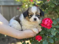 Reese, a male Papillon for sale in Greenbrier, AR – 3 of 10