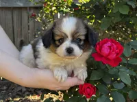 Reese, a male Papillon for sale in Greenbrier, AR – 4 of 10
