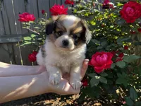 Reese, a male Papillon for sale in Greenbrier, AR – 5 of 10