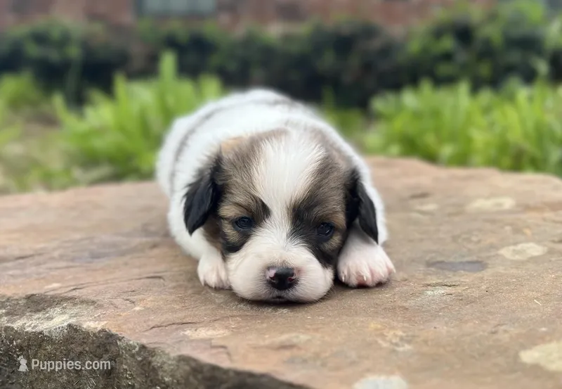 Reese – Papillon puppy for sale in Greenbrier, AR