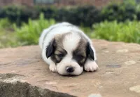 Reese, a male Papillon for sale in Greenbrier, AR – 6 of 10