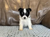 processed/7c74d003-f585-40a5-926c-7dcb83651fdc/listing/1c3be57e-7ac3-468b-ac55-a8445b34a5fc/791bcc7b-0cd1-44a3-a77d-481b7df69283