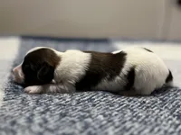 processed/7c74d003-f585-40a5-926c-7dcb83651fdc/listing/1eea4dcb-cb84-4f3a-b2cc-732a13b99e06/0c22af03-22fd-41e4-a344-1f363acd940d