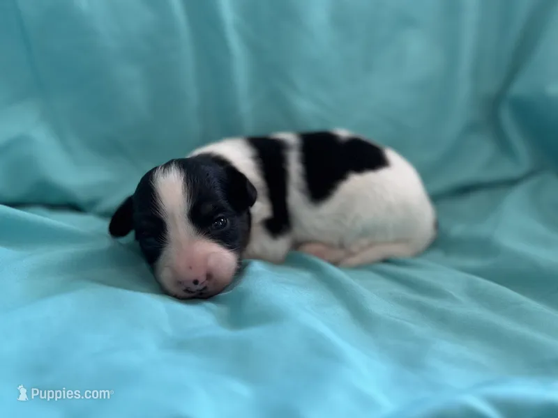 Mollys tri male  – Papillon puppy for sale in Greenbrier, AR
