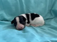 Mollys tri male , a male Papillon for sale in Greenbrier, AR – 1 of 6