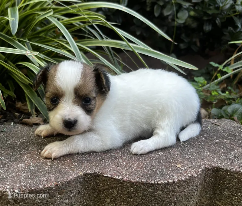 Turtle female #2 – Papillon puppy for sale in Greenbrier, AR
