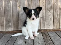 Mollys tri male , a male Papillon for sale in Greenbrier, AR – 3 of 4