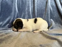 Pandas Female #1, a female Papillon for sale in Greenbrier, AR – Photo 3 of 4