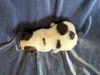 Pandas Female #1, a female Papillon for sale in Greenbrier, AR – Photo 2 of 4