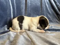 Pandas Female #1, a female Papillon for sale in Greenbrier, AR – Photo 4 of 4