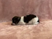 Glimmers female #1, a female Papillon for sale in Greenbrier, AR – 2 of 4