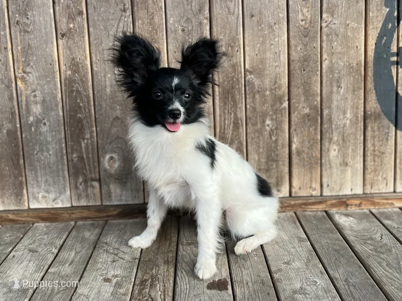 Pandas Female #2 – Papillon puppy for sale in Greenbrier, AR