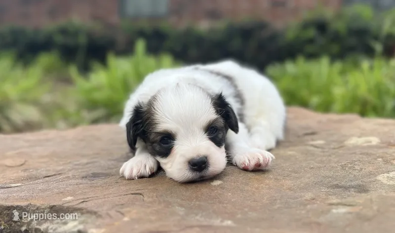 Jelly Bean – Papillon puppy for sale in Greenbrier, AR
