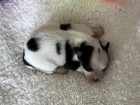 Jelly Bean, a male Papillon for sale in Greenbrier, AR – Photo 2 of 3