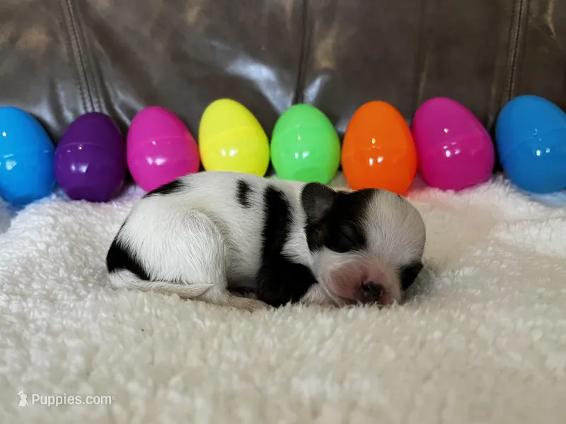 Jelly Bean – Papillon puppy for sale in Greenbrier, AR