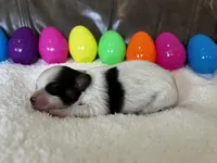 Jelly Bean, a male Papillon for sale in Greenbrier, AR – Photo 3 of 3