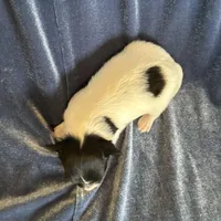 Pandas Female #2, a female Papillon for sale in Greenbrier, AR – Photo 6 of 8