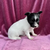 Pandas Female #2, a female Papillon for sale in Greenbrier, AR – Photo 3 of 8