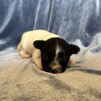 Pandas Female #2, a female Papillon for sale in Greenbrier, AR – Photo 5 of 8