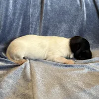 Pandas Female #2, a female Papillon for sale in Greenbrier, AR – Photo 8 of 8