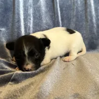 Pandas Female #2, a female Papillon for sale in Greenbrier, AR – Photo 4 of 8
