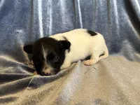 Pandas Female #2, a female Papillon for sale in Greenbrier, AR – Photo 2 of 5