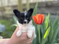 Pandas Female #2, a female Papillon for sale in Greenbrier, AR – Photo 2 of 8
