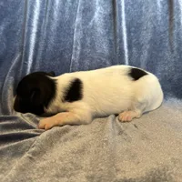 Pandas Female #2, a female Papillon for sale in Greenbrier, AR – Photo 7 of 8