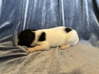 Pandas Female #2, a female Papillon for sale in Greenbrier, AR – Photo 4 of 5