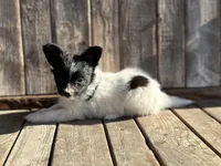Pandas Female #2, a female Papillon for sale in Greenbrier, AR – Photo 1 of 8