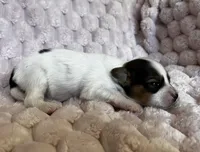 Turtle female #2, a female Papillon for sale in Greenbrier, AR – 3 of 4