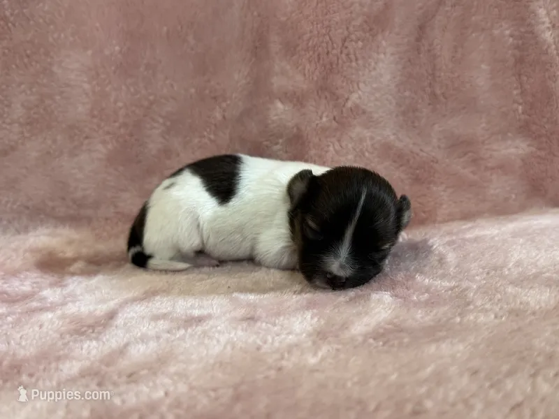 Glimmer female #2 – Papillon puppy for sale in Greenbrier, AR