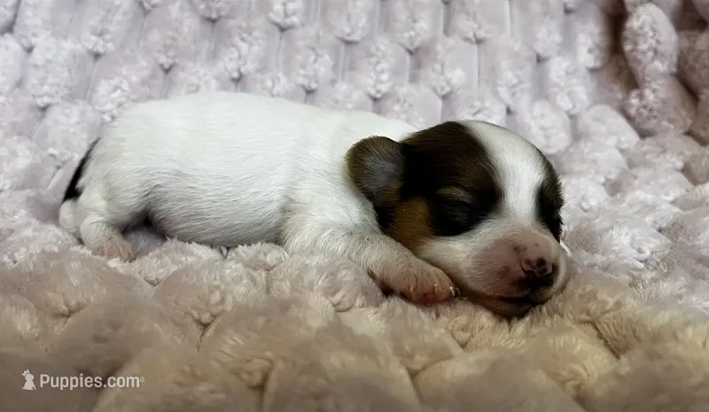 Turtle female #3 – Papillon puppy for sale in Greenbrier, AR