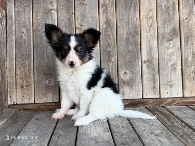 Mollys tri male  – Papillon puppy for sale in Greenbrier, AR