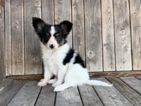 Mollys tri male , a male Papillon for sale in Greenbrier, AR – 1 of 4