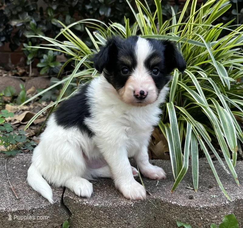 Mollys tri male  – Papillon puppy for sale in Greenbrier, AR