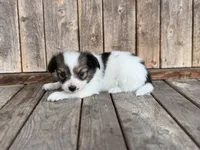 Glimmer male #1, a male Papillon for sale in Greenbrier, AR – 2 of 10