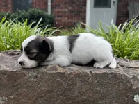Glimmer male #1, a male Papillon for sale in Greenbrier, AR – 6 of 10