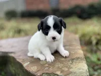 processed/7c74d003-f585-40a5-926c-7dcb83651fdc/listing/5c60dfb8-267d-47a2-b7bf-79be5b9572f6/559b6472-246a-41ae-a795-975572f85670