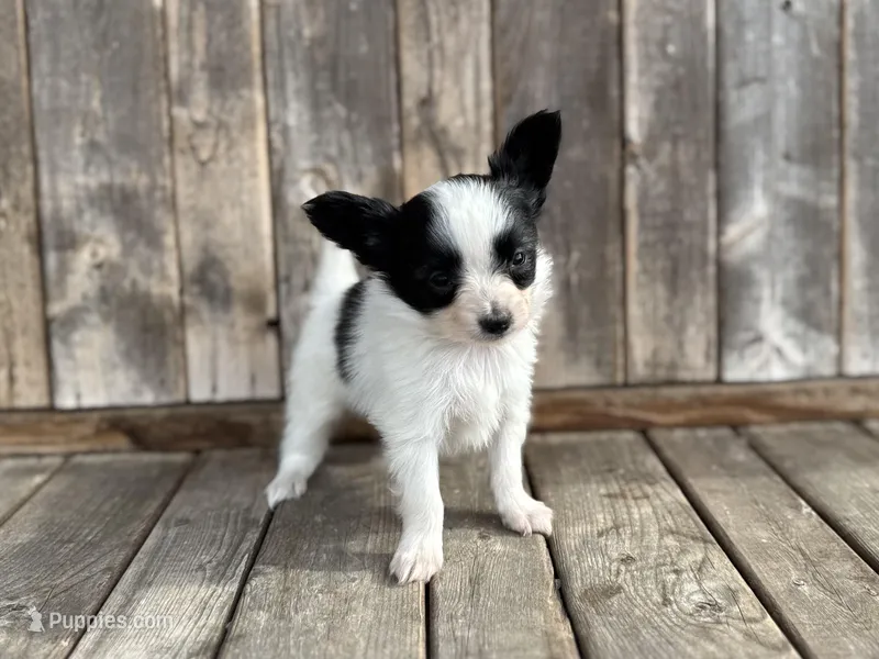 Pandas Female #3 – Papillon puppy for sale in Greenbrier, AR