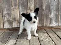 Pandas Female #3, a female Papillon for sale in Greenbrier, AR – Photo 1 of 6