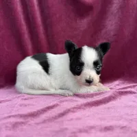 Pandas Female #3, a female Papillon for sale in Greenbrier, AR – Photo 2 of 6