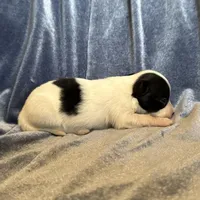 Pandas Female #3, a female Papillon for sale in Greenbrier, AR – Photo 4 of 6