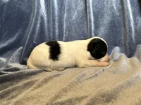 Pandas Female #3, a female Papillon for sale in Greenbrier, AR – Photo 2 of 4