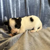 Pandas Female #3, a female Papillon for sale in Greenbrier, AR – Photo 3 of 6